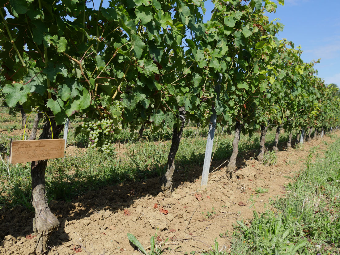 Виноградник на урожай